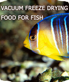 VACUUM FREEZE DRYING FOOD FOR FISH 